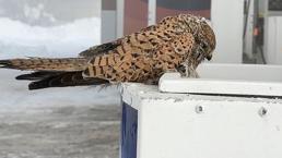 İlçe buz kesti, kuşlar soğuğa dayanamadı: Konduğu yerde dondu