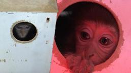 Türkiye onu bu kolinin içinde tanımıştı! Fıstık’tan haber var