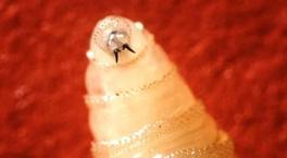 Et yiyen parazit! Tek seferde 300 yumurta bırakıyor: Vücuda girdiği anda...