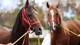 'Değeri 100 milyon lira olan yarış atları kayıp' iddialarına açıklama geldi