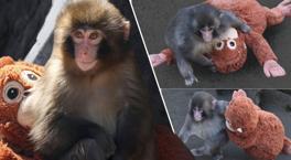 Dünya yavru maymun Punch'ın konuştu, oyuncağı yok sattı! 'Ona acımayın'