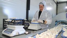 Devlet desteğiyle başladığı işte 60 ton üretim yapıyor: 'Bulunmaz bir nimet'