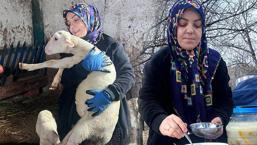 Şehir hayatını terk edip çiftlik kurdu! 'Peynir ilk başta olmuyor, yoğurt tutmuyor ama pes etmedim'