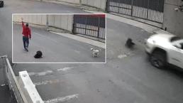 Avcılar'da bir sürücü köpeği ezdi, yoluna devam etti