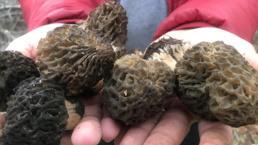 Nadir bulunuyor! Dağlardan toplayıp kilosunu 1.500 TL'den satıyorlar