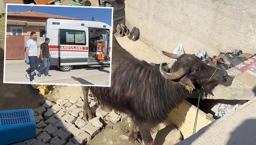 Çorum'da kaçan kurbanlık ortalığı birbirine kattı! Sahibi çareyi bodruma saklanmakta buldu