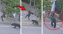 Japonya'da ayı kabusu eğitime ara verdirdi! Polisten OHAL açıklaması: Yaralılar var