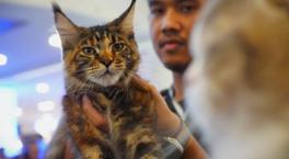 Kesilmek üzere çalınan 400 kedi bulundu! Akılalmaz et ticareti gün yüzüne çıktı