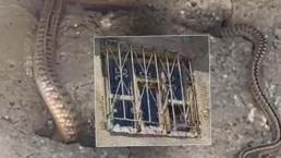 Görülmemiş istila! Çatıdaki kuş deliklerine kadar sızdılar: Hayatımız altüst oldu