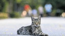 Diyarbakır’da ‘kuduz’ alarmı! Kedi ısırdı entübe edildi