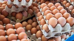 306 kişi hastanelik oldu! Yumurtalarda korkutan alarm: 'Tehlike sanılandan büyük, 8 ülkeye ulaştı'