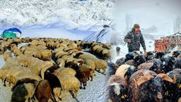 Dron kullanarak Erzurum'da çobanlık yapıyor!