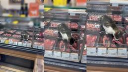 Kasap reyonunda et yiyen kedi! Zincir markete hijyen cezası
