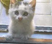 GiZLi TEHLiKE