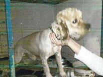 KÖPEKTEN HEDiYE OLMAZ!