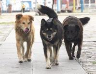 ‘KÖPEK KONFERANSI’NDA NELER OLDU?