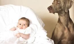 KÖPEKLE BEBEK NASIL TANIŞMALI?