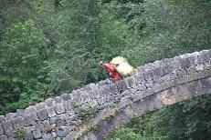 Karadeniz ilk çay hasatını yaptı