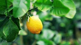 Limon nasıl bir bitkidir?
