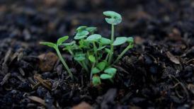 Evinizde yetiştirebileceğiniz yenilebilen küçük bitkiler: Mikro filizler