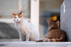 Kedi Cinsleri ve İsimleri: Evde Beslenebilecek Kedi Irkları, Türleri, Özellikleri ve Bakımı