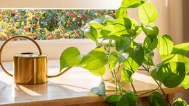 Evdeki nemi azaltıp havayı temizleyen 10 bitki
