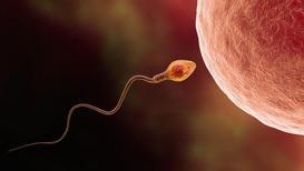 Sperm nasıl hareket eder?
