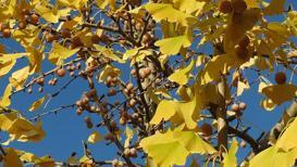 Ginkgo biloba (mabet ağacı) özellikleri