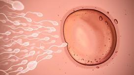 Spermin yetersiz likefaksiyonu kısırlık nedeni olabilir