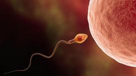 Covid-19 sonrası sperm kalitesi azalıyor!