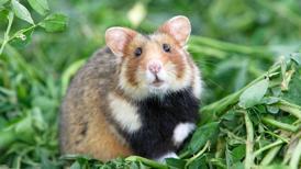Hamster Türleri ve İsimleri Nedir? Hamster Özellikleri Nelerdir?