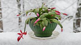 Kış çiçeği 'Yılbaşı Kaktüsü'nün bakımı nasıl olmalı? Yılın en soğuk aylarında iç ısıtıyor