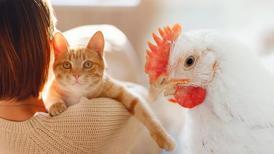 Kedi alerjisini ortadan kaldıran yumurta! Tavuk ile kediyi yan yana bırakmak kökten çözüm mü?