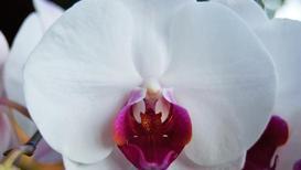 Orkideleriniz fosur fosur açıp coşacak! Vazelini incecik sürün, büyük fark yaratıyor