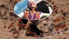 4 bin 400 metreden yere çakıldı ama ölmedi! Hayatını 200 kırmızı karıncaya borçlu