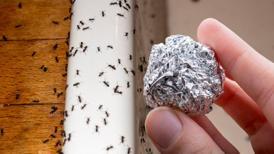 Doğal karıncasavar! Alüminyum folyo karıncaları öldürmeden uzaklaştırıyor