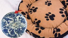 Köpek ya da kedi fark etmez! Komple yıkamak şartmış, 60 derece en iyisi