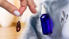 Ortada gezen hamam böceği kalmıyor! Tek damlası ilaca, spreye taş çıkartır