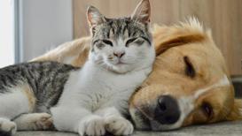 Sıcaklarda önlemini al: Kedi ve köpeği olanlar için yaz rehberi