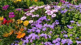 Solan çiçekler bile canlanıyor! Kök güçlendirici aspirin-maya serumu