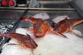 5 kiloluk kırlangıç balığı, 500 TL'ye satılıyor