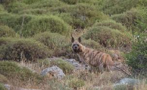 Altınözü yaban hayatı geliştirme sahasına yeni sınır