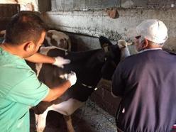 Bahçe'de büyükbaş ve küçükbaş hayvanlar aşılandı