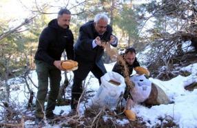 Feke'de yabani hayvanlar için doğaya yem bırakıldı