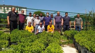 Kahta'da şeker otu bitkisi yetiştirilecek