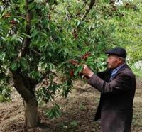 90 yaşındaki Abdullah dede, bahçesinde kiraz ve ceviz yetiştiriyor