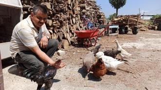 İş yerinde, mini hayvanat bahçesi kurdu