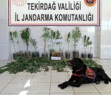 Tekirdağ'da çiftlikte uyuşturucu operasyonu