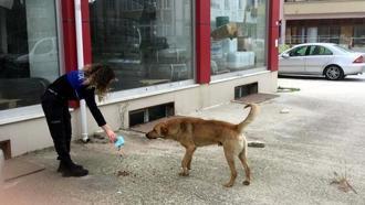 Saray'da sokak hayvanlarını zabıta besledi