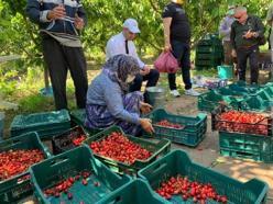 Enez’de, 'Çeribaşı kirazı' hasadı başladı